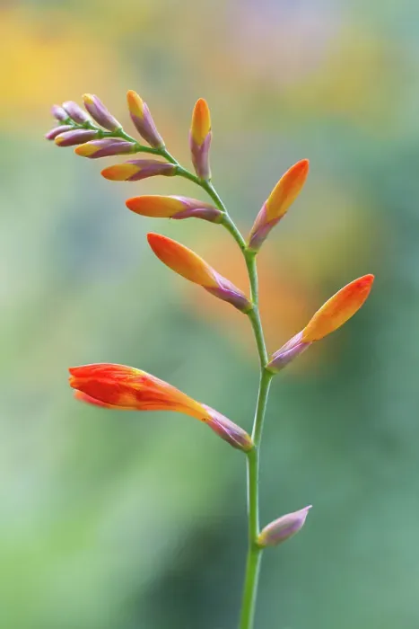 Framed Print : Crocosmia. Close up of a single stem of Crocosmia flowers Framed Print : Crocosmia. Close up of a single stem of Crocosmia flowers