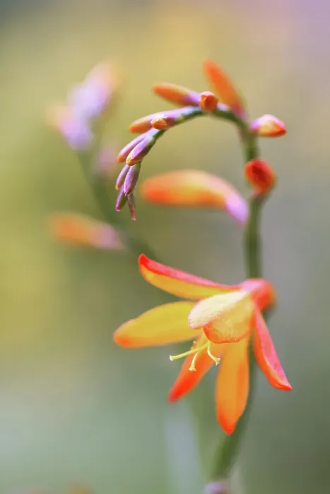 Framed Print : Crocosmia. Close up of a single stem of Crocosmia flowers