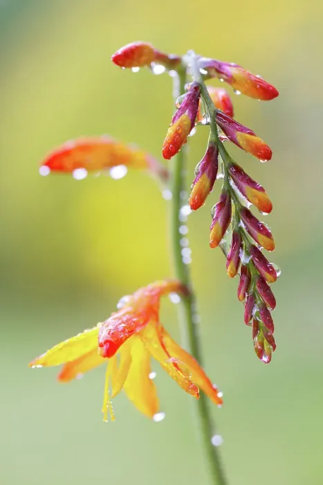 Framed Print : Crocosmia. Close up of a single stem of Crocosmia flowers Framed Print : Crocosmia. Close up of a single stem of Crocosmia flowers