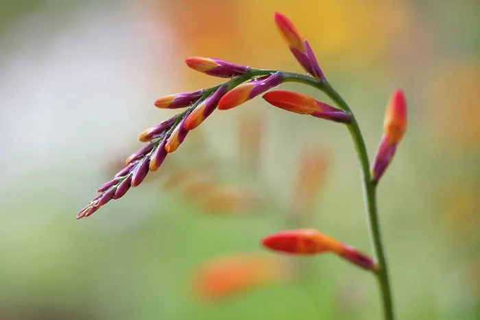 Framed Print : Crocosmia. Close up of a single stem of Crocosmia flowers