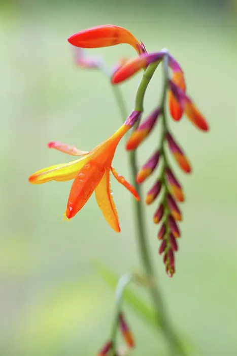 Framed Print : Crocosmia. Close up of a single stem of Crocosmia flowers