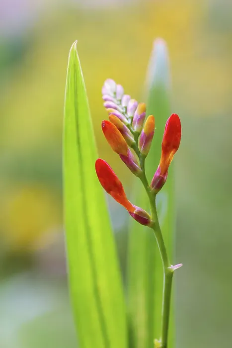 Framed Print : Crocosmia. Close up of a single stem of Crocosmia flowers