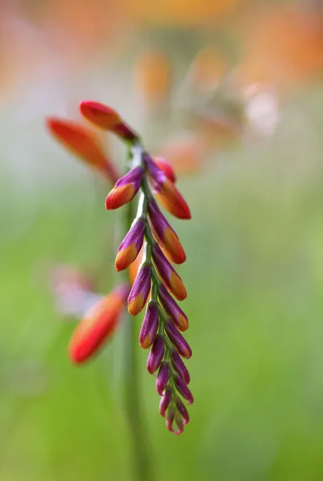 Framed Print : Crocosmia. Close up of a single stem of Crocosmia flowers