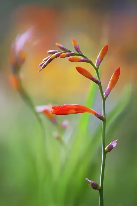 Framed Print : Crocosmia. Close up of a single stem of Crocosmia flowers Framed Print : Crocosmia. Close up of a single stem of Crocosmia flowers