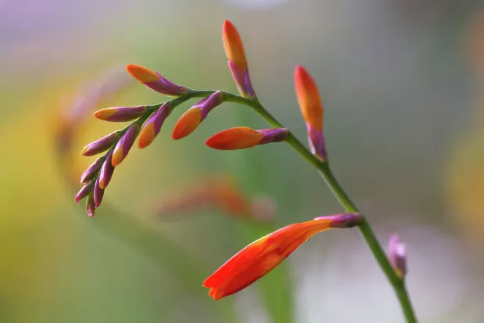 Framed Print : Crocosmia. Close up of a single stem of Crocosmia flowers Framed Print : Crocosmia. Close up of a single stem of Crocosmia flowers
