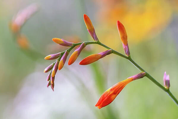 Crocosmia. Close up of a single stem of Crocosmia flowers