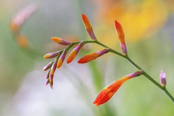 Framed Print : Crocosmia. Close up of a single stem of Crocosmia flowers