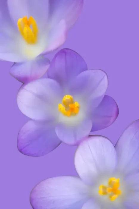 Framed Print : Crocus Framed Print : Crocus