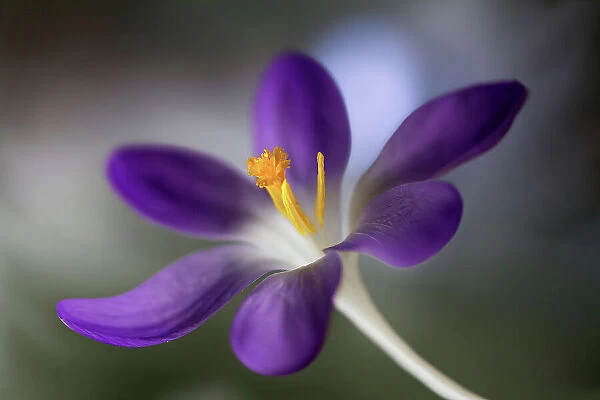 Crocus. Early Spring flowering Crocus flower
