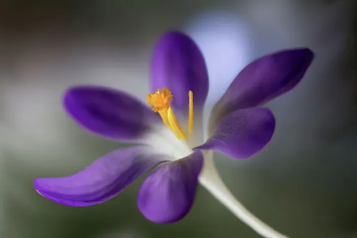 Framed Print : Crocus. Early Spring flowering Crocus flower Framed Print : Crocus. Early Spring flowering Crocus flower