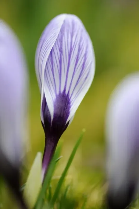 Framed Print : Crocus -Crocus- Framed Print : Crocus -Crocus-