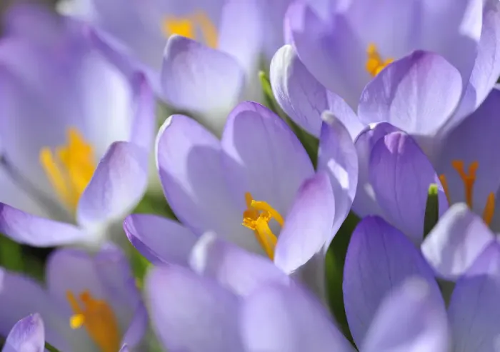 Framed Print : Crocus -Crocus-, violet Framed Print : Crocus -Crocus-, violet