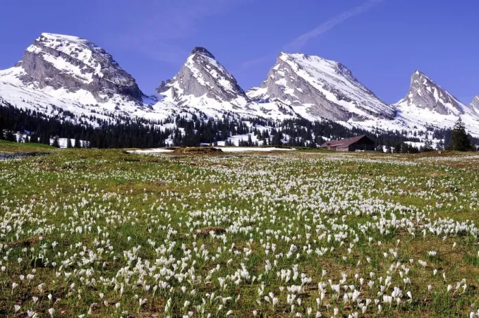 Framed Print : Crocus meadow on the Sellamatt in Toggenburg, the snowy Churfirsten at the back, Schibenstoll, Zuestoll, Brisi, Frumsel, Unterwasser, Canton of St. Gallen, Switzerland Framed Print : Crocus meadow on the Sellamatt in Toggenburg, the snowy Churfirsten at the back, Schibenstoll, Zuestoll, Brisi, Frumsel, Unterwasser, Canton of St. Gallen, Switzerland