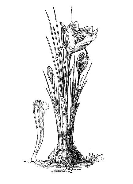Crocus sativus, commonly known as saffron crocus, or autumn crocus