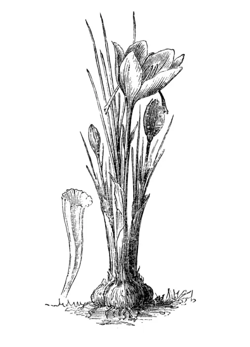 Framed Print : Crocus sativus, commonly known as saffron crocus, or autumn crocus Framed Print : Crocus sativus, commonly known as saffron crocus, or autumn crocus