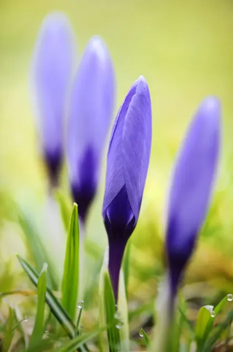 Framed Print : Crocuses -Crocus- Framed Print : Crocuses -Crocus-
