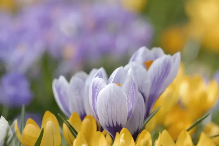 Framed Print : Crocuses (Crocus) in Clara Zetkin Park, Leipzig, Saxony, Germany, Europe Framed Print : Crocuses (Crocus) in Clara Zetkin Park, Leipzig, Saxony, Germany, Europe