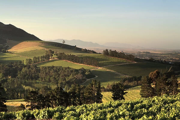 Crop, Cultivated, Dusk, Evening, Field, Hill, Mountain, Rural Scene, Sky, Stellenbosch