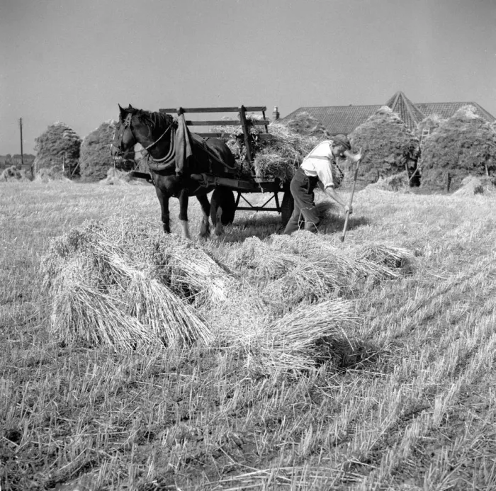 Framed Print : Crop Farmer Framed Print : Crop Farmer