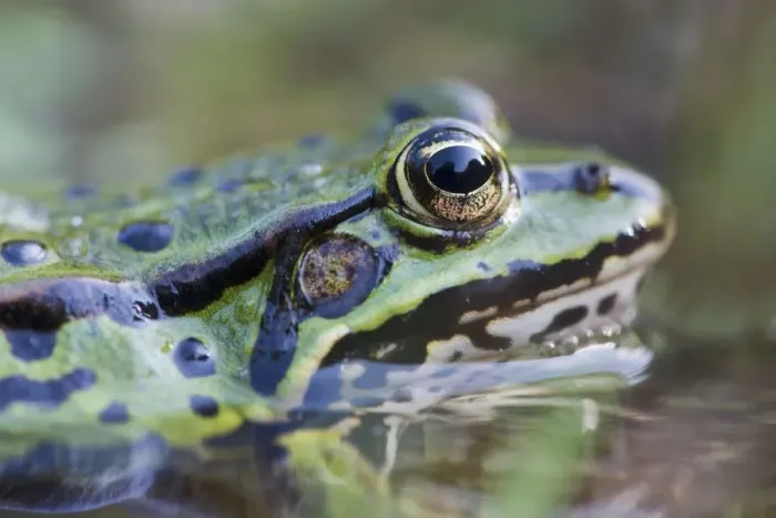 Framed Print : cropped, green, green frog, head shots, natural environment, water frog, waters, wildlife Framed Print : cropped, green, green frog, head shots, natural environment, water frog, waters, wildlife