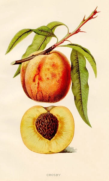Crosby peach illustration 1891