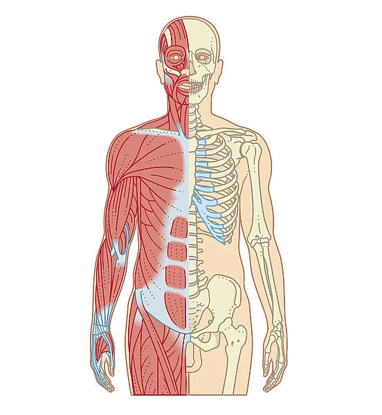 Cross section biomedical illustration of musculoskeletal system in adult male