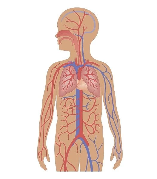 Cross section biomedical illustration of cardiovascular system and respiratory system in child