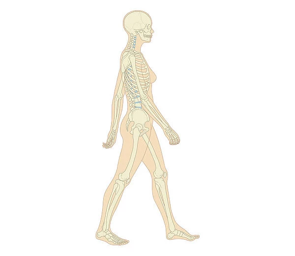 Cross section biomedical illustration of adult female human skeletal system and joints