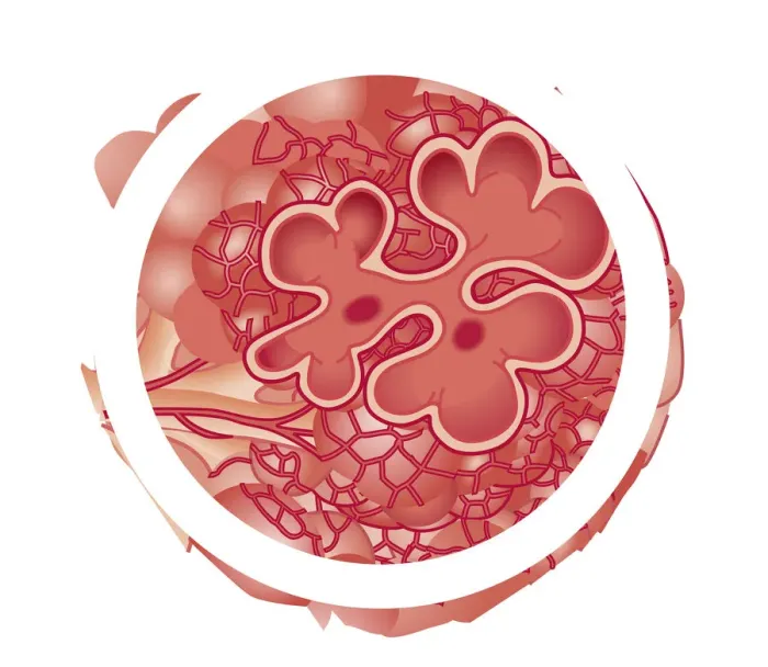 Framed Print : Cross section biomedical illustration of alveolus Framed Print : Cross section biomedical illustration of alveolus