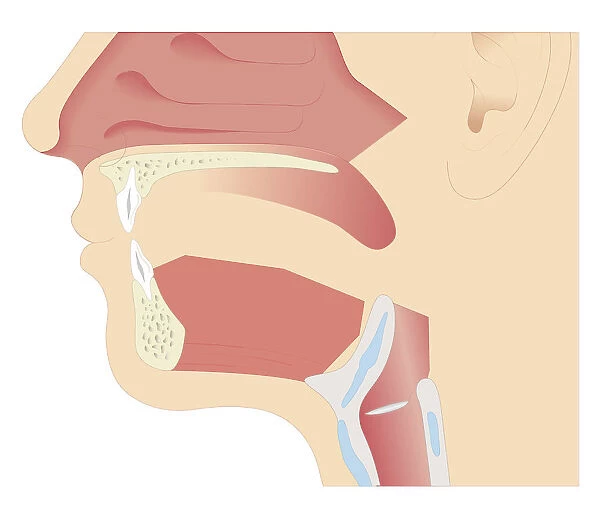 Cross section biomedical illustration of anatomy of mouth in adult male