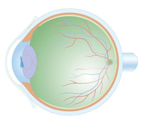 Cross section biomedical illustration of anatomy of human eye