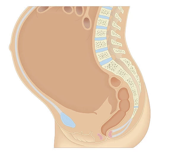 Cross section biomedical illustration of anatomy during pregnancy