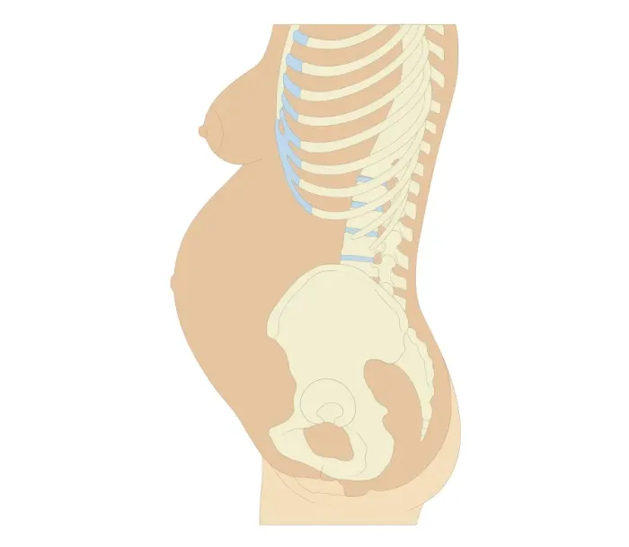 Framed Print : Cross section biomedical illustration of anatomy at 36 weeks pregnant Framed Print : Cross section biomedical illustration of anatomy at 36 weeks pregnant