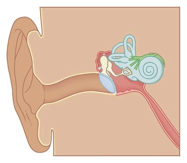 Cross section biomedical illustration of the anatomy of the ear