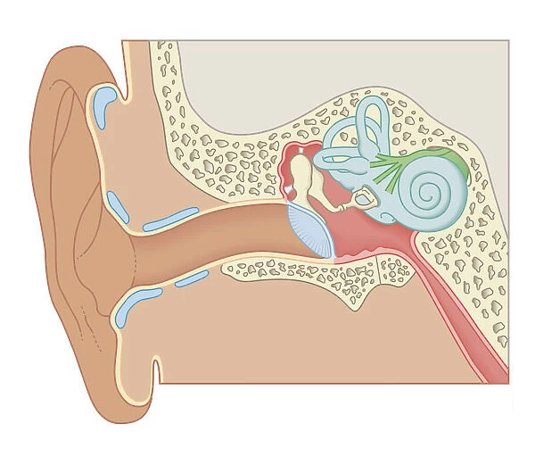 Cross section biomedical illustration of the anatomy of the ear