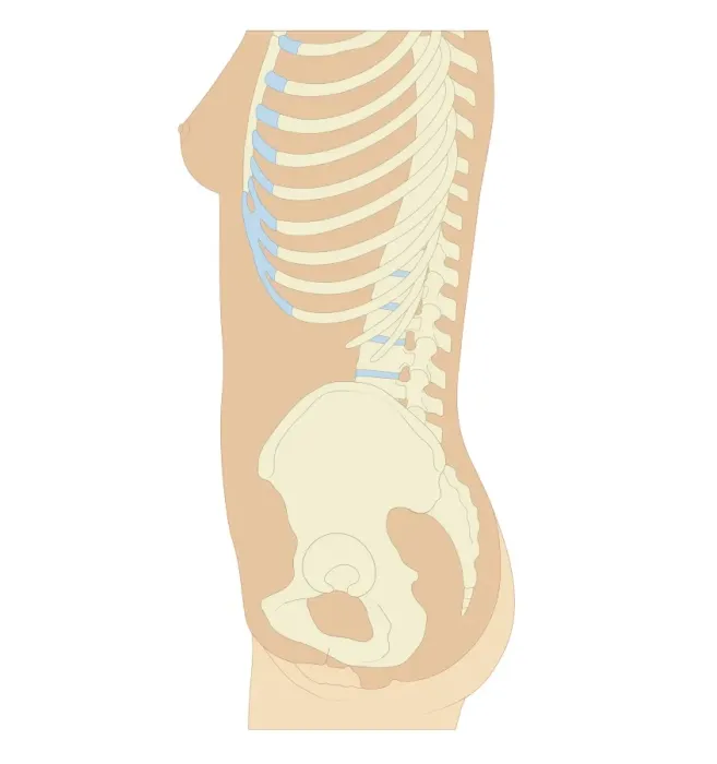 Framed Print : Cross section biomedical illustration of anatomy of pregnant woman at 12 weeks / first trimester of pregnancy Framed Print : Cross section biomedical illustration of anatomy of pregnant woman at 12 weeks / first trimester of pregnancy