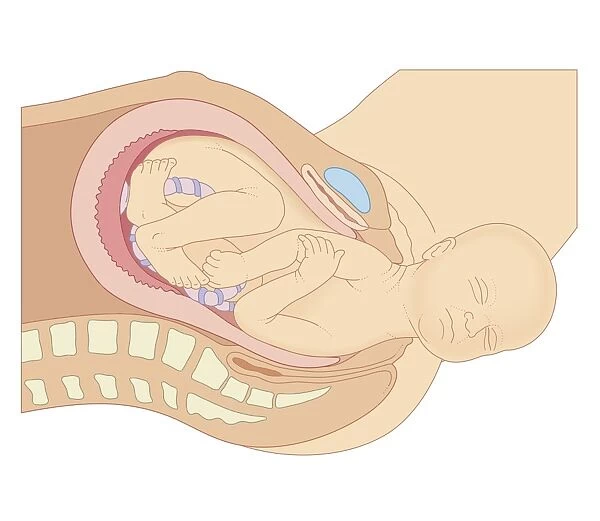 Cross section biomedical illustration of birth of baby with head protruding from vagina