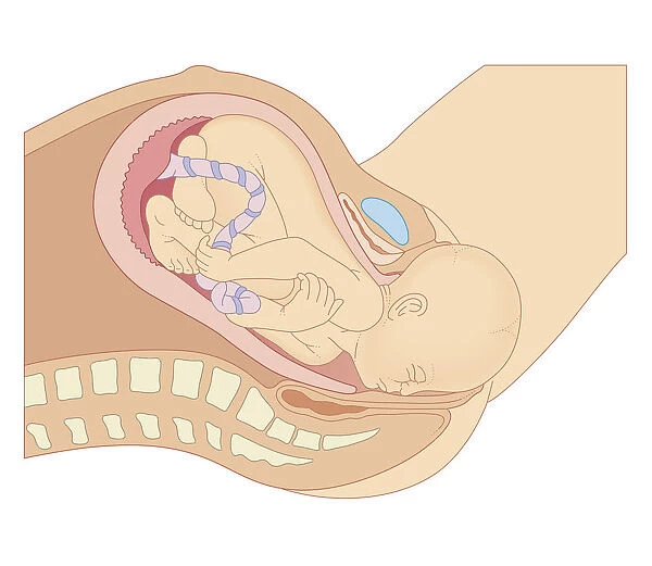 Cross section biomedical illustration of birth of baby with head emerging from vagina