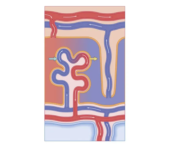 Framed Print : Cross section biomedical illustration of blood vessels of placenta Framed Print : Cross section biomedical illustration of blood vessels of placenta