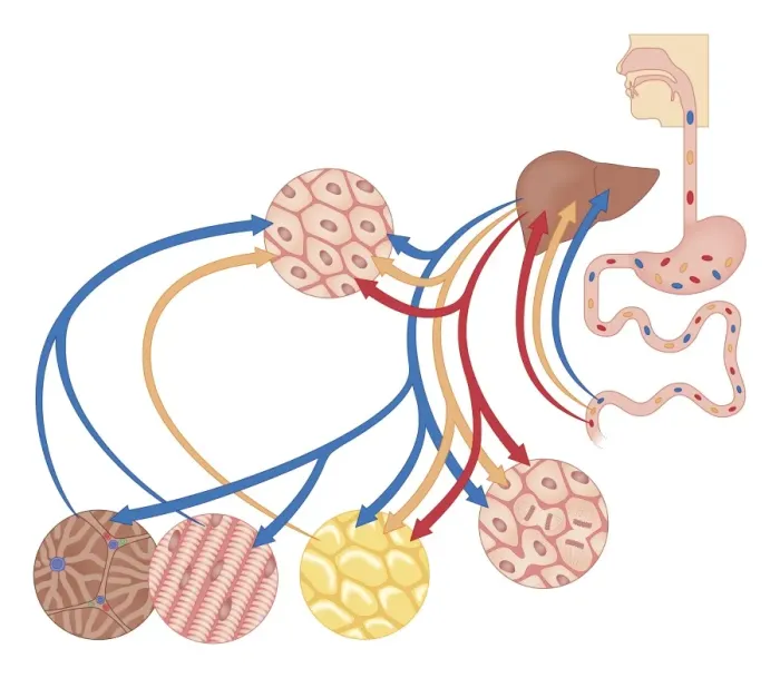 Framed Print : Cross section biomedical illustration of how the body uses food for energy, the liver for digestion, fat storage and glycogen storage Framed Print : Cross section biomedical illustration of how the body uses food for energy, the liver for digestion, fat storage and glycogen storage