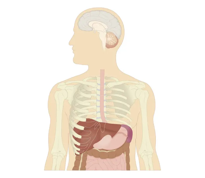 Framed Print : Cross section biomedical illustration of brain, bone structure of upper body, and internal organs of adult male Framed Print : Cross section biomedical illustration of brain, bone structure of upper body, and internal organs of adult male
