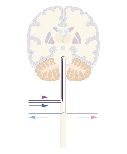 Cross section biomedical illustration of brain and autonomic pathways in the autonomic nervous system