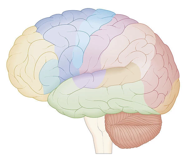 Cross section biomedical illustration of brain map