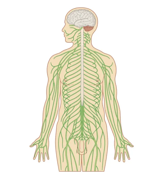 Framed Print : Cross section biomedical illustration of brain and nervous system in adult male