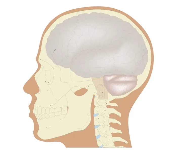 Framed Print : Cross section biomedical illustration of the brain and skull at 18 years of age Framed Print : Cross section biomedical illustration of the brain and skull at 18 years of age