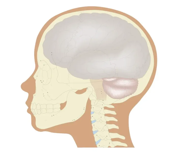 Framed Print : Cross section biomedical illustration of the brain and skull at 6 years of age Framed Print : Cross section biomedical illustration of the brain and skull at 6 years of age
