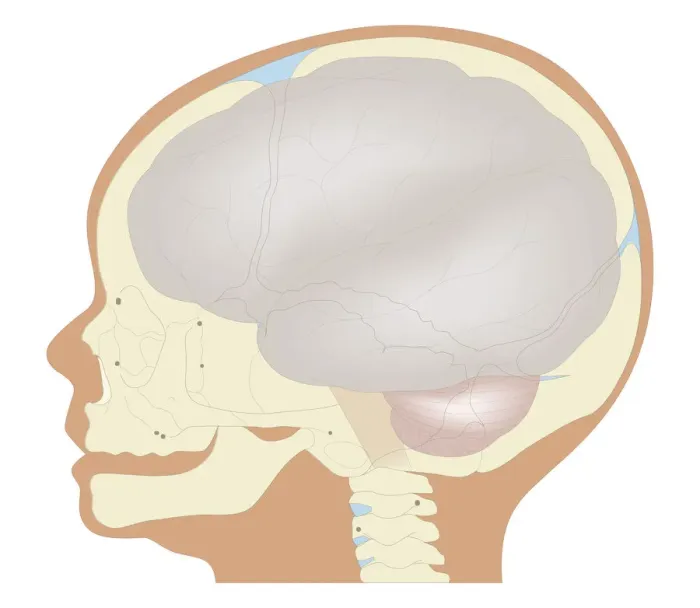Framed Print : Cross section biomedical illustration of the brain and skull at birth Framed Print : Cross section biomedical illustration of the brain and skull at birth