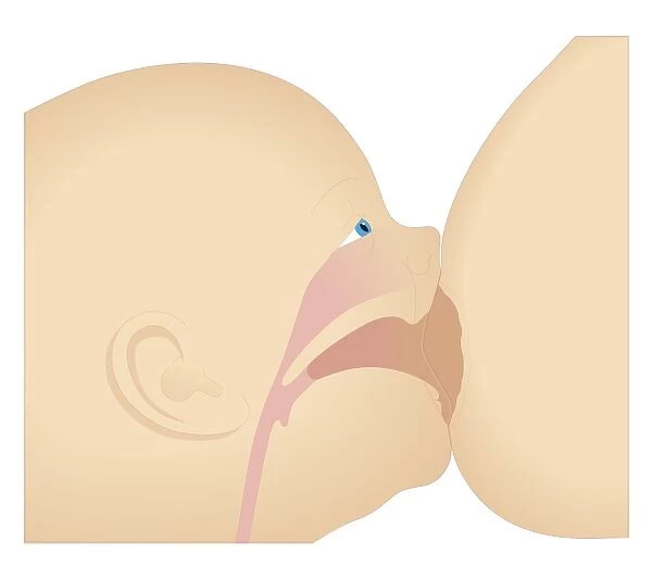 Cross section biomedical illustration breast engorgement and sucking position of baby