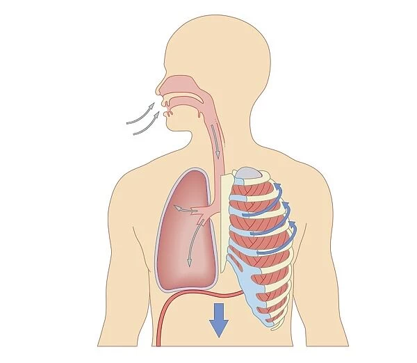 Cross section biomedical illustration of how breathing works - Inhaling