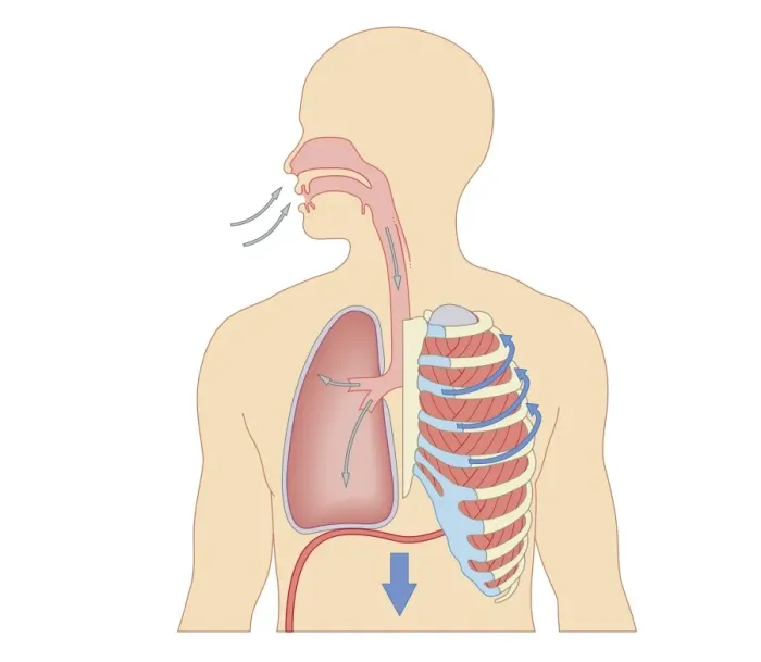 Framed Print : Cross section biomedical illustration of how breathing works - Inhaling